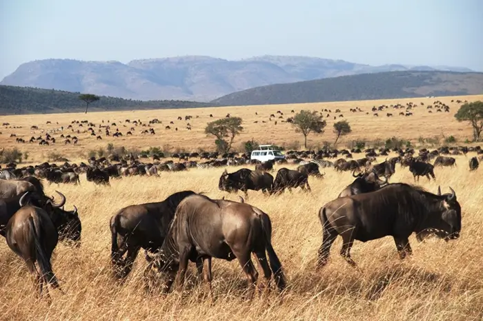 BEST TIME FOR SAFARI IN TANZANIA