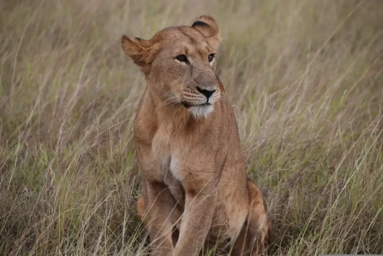 Kenya-banner-1