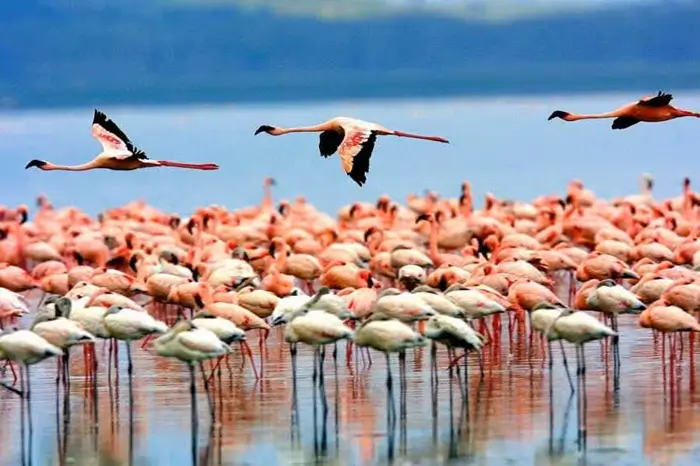 1-Day Lake Manyara National Park Unforgettable Safari