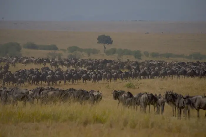 4 Days Special Migration Safari