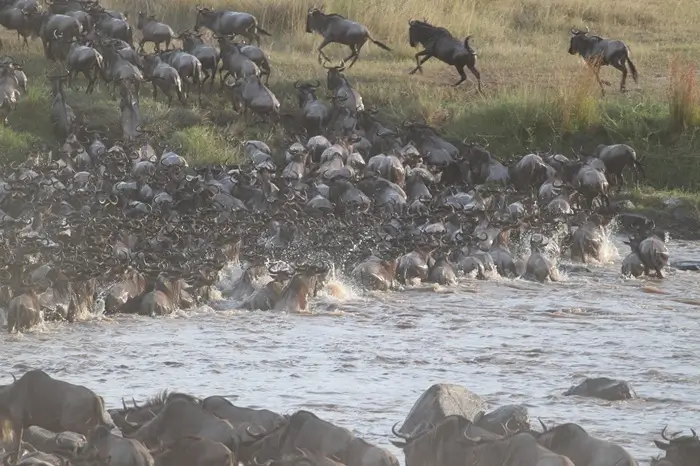 5 Days Migration Special Safari