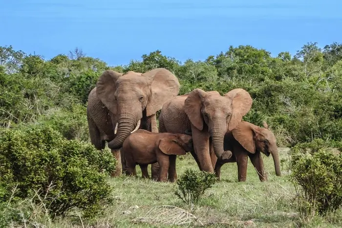 5 Days Northern Tanzania Safari