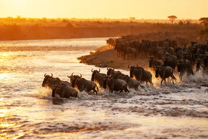 6 Days Migration Special Safari