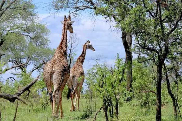 6 Days Tanzania Safari for Two