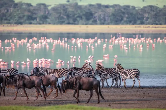 7 Days Northern Tanzania Safari