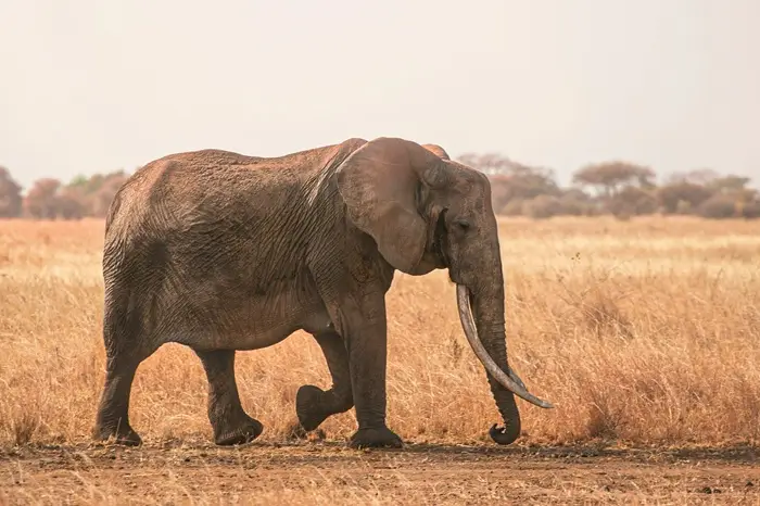 Great-Migration-River-Crossing-in-Serengeti