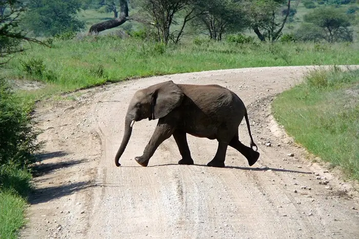 10 Days Safari Kenya & Tanzania combine tour