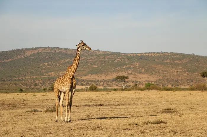 3-Day Tanzania Big Five Safari Serengeti Only