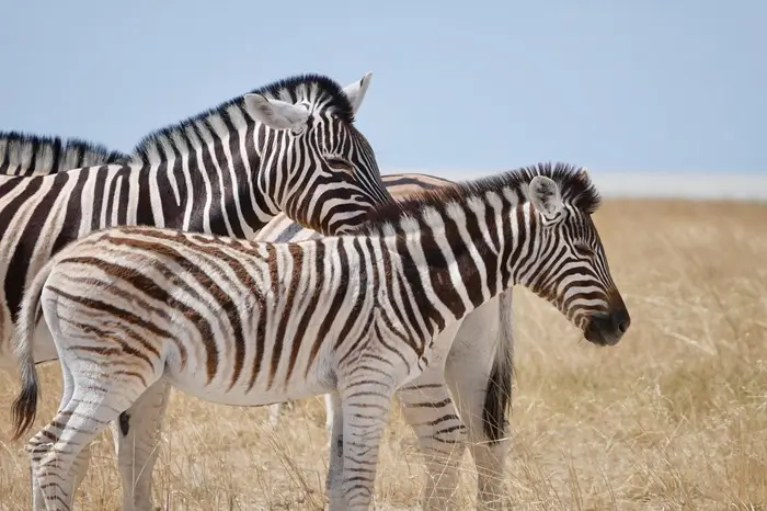 3-Day Tarangire and Serengeti National Park