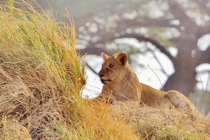 4 Day Luxury Tented Camp Experience