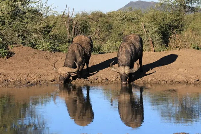 5-Day Kenya-Tanzania Combined Safari Wooden for Jambo Mara