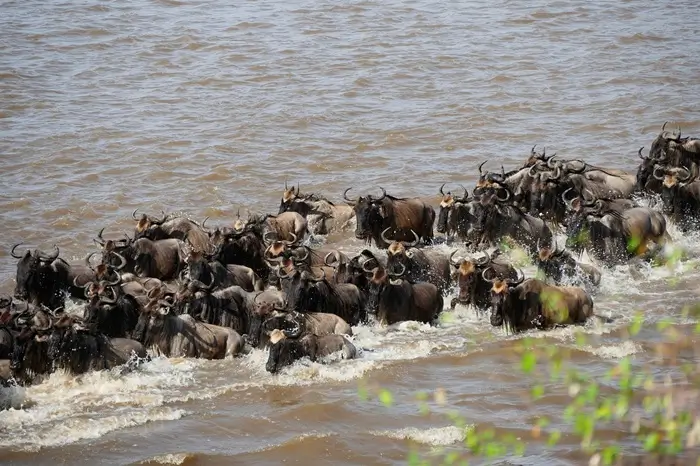 6 Days Migration Special Safari