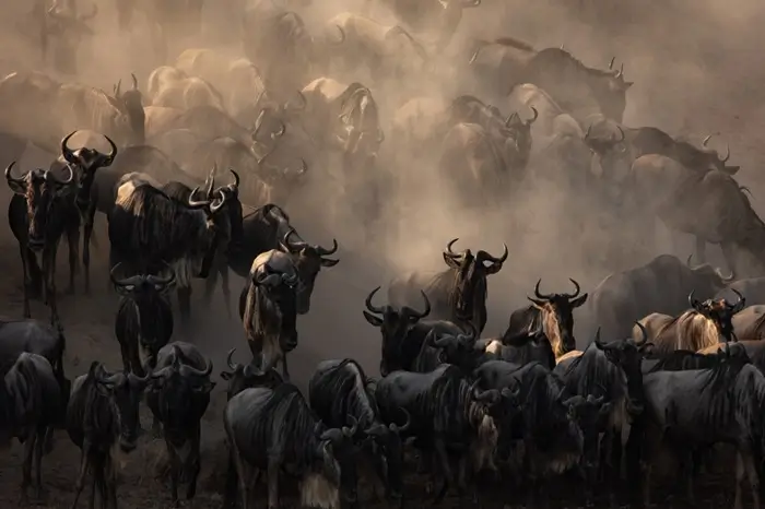 6 Days Safari Tanzania And Kenya Combined Trip