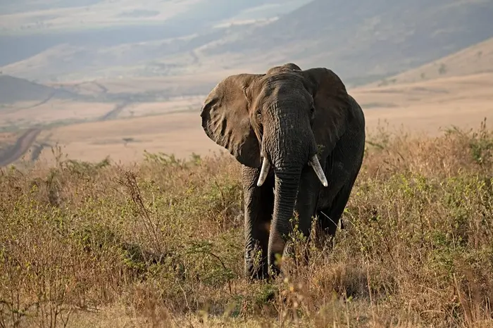 7 Days Northern Tanzania Safari