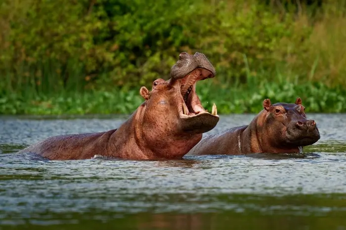 7 days Safari Tanzania & Kenya Safari Tour