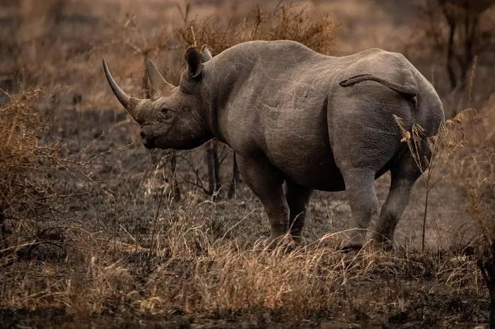 8 Days Kenya And Tanzania Combined Safari Holiday