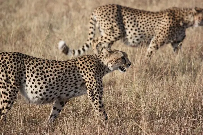 8 Days Tanzania And Kenya Classic Safari Vacation