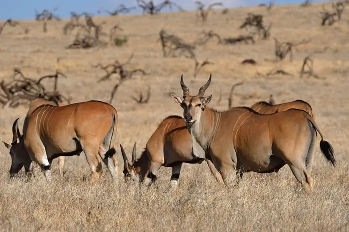 Best Time for Safari in Tanzania & Kenya