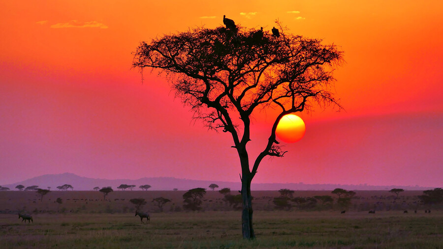 tanzania-sunset-vulture-safari